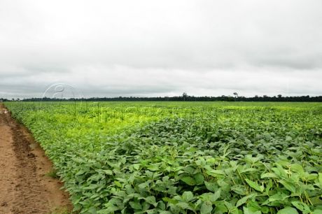 Benefício vai recuperação áreas degradadas em Mato Grosso