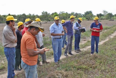 Agricultor familiar testa cultivares de feijoeiro comum em Rosário Oeste