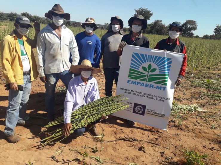 Cadeia produtiva do Gergelim cresce em MT e no mercado mundial