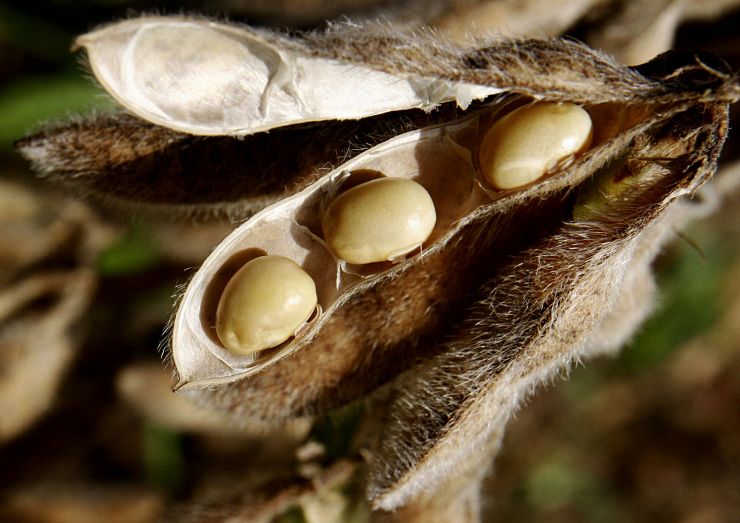 Mato Grosso lidera o ranking da produção nacional de grãos