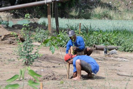 Empaer doa mudas para mineradora recuperar áreas degradadas